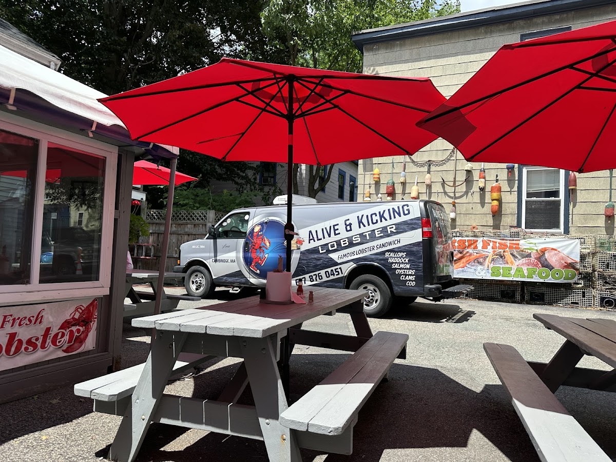 Alive & Kicking Lobsters