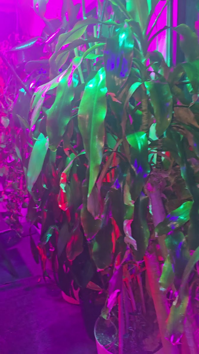 Crystals Soul Cafe - 9