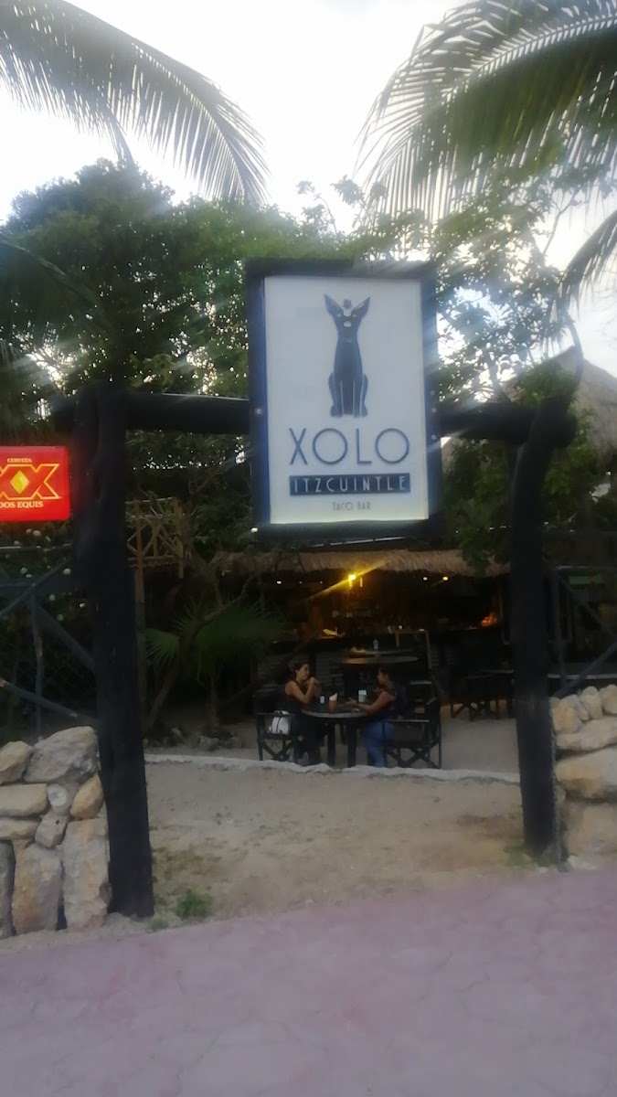 Xolo Itzcuintle taco bar